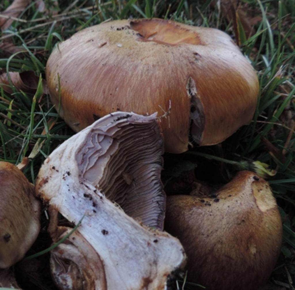 Cortinarius di faggio